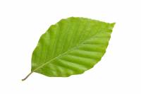 Hêtre - feuille (Fagus sylvatica)